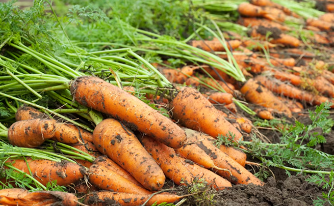 La carotte fraîchement récoltée est idéale pour vos jus vitaminés et vos plats mijotés