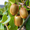 Le kiwi riche en vitamine C booste votre énergie dès le matin