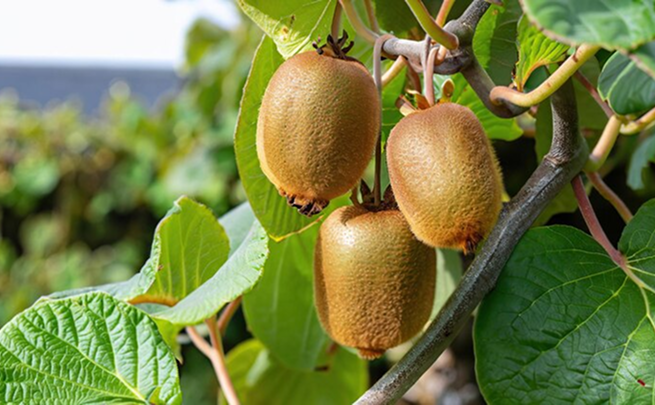 Le kiwi riche en vitamine C booste votre énergie dès le matin